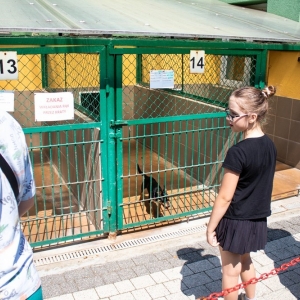 dzien-dziecka-schronisko-fot-jakub-wieczorek067.jpg