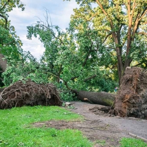 park-po-wichurze-fot-archiwum54.jpg