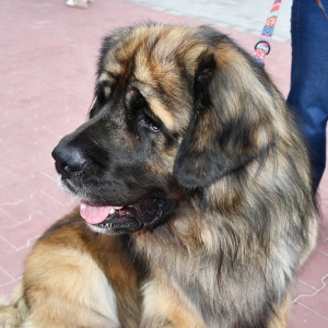 pszok-zlotoryja-fot-zjak079.JPG