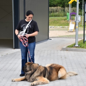 pszok-zlotoryja-fot-zjak086.JPG