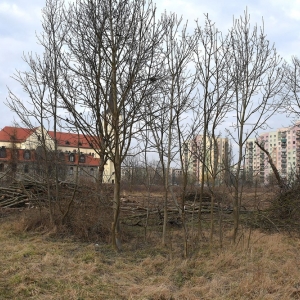 piekary-d-wyreb-fot-ewajak083.JPG