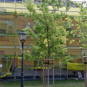 ratusz-remont-proch-fot-zjak19.JPG