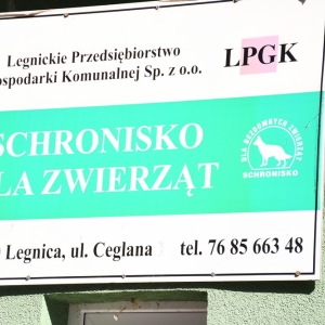 bezdomianki-lato-fot-zjak61.JPG