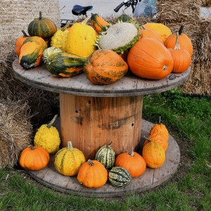 farma-dyni-fot-ewajak008.JPG