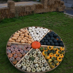 farma-dyni-fot-ewajak020.JPG