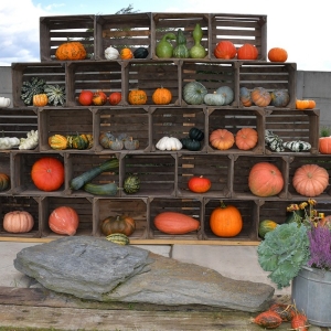 farma-dyni-fot-ewajak029.JPG