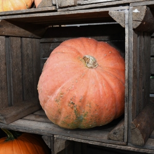 farma-dyni-fot-ewajak037.JPG
