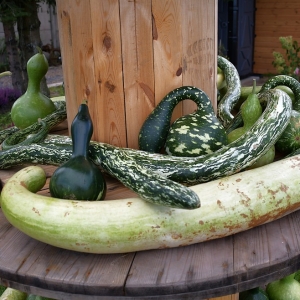 farma-dyni-fot-ewajak048.JPG