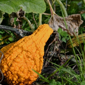 farma-dyni-fot-ewajak061.JPG