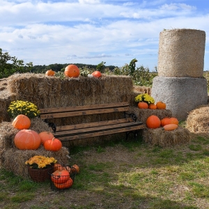 farma-dyni-fot-ewajak069.JPG