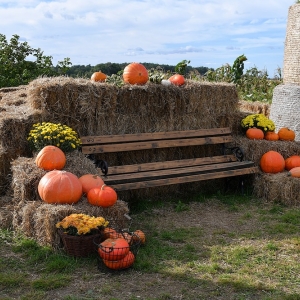farma-dyni-fot-ewajak070.JPG
