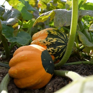 farma-dyni-fot-ewajak079.JPG