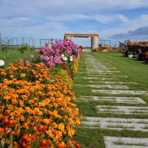 farma-dyni-fot-ewajak082.JPG