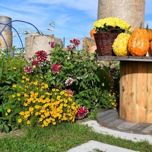 farma-dyni-fot-ewajak084.JPG