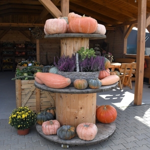 farma-dyni-fot-ewajak097.JPG