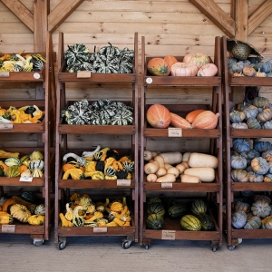 farma-dyni-fot-ewajak108.JPG