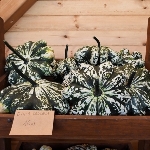 farma-dyni-fot-ewajak110.JPG