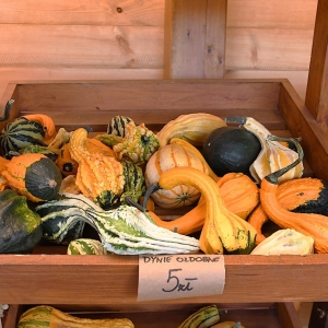 farma-dyni-fot-ewajak111.JPG