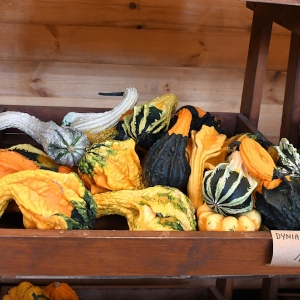 farma-dyni-fot-ewajak112.JPG