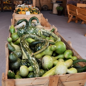farma-dyni-fot-ewajak115.JPG
