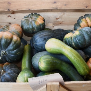 farma-dyni-fot-ewajak119.JPG