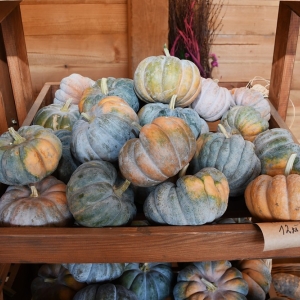 farma-dyni-fot-ewajak120.JPG