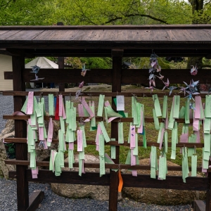 ogrod-japonski-fot-ewajak17.jpg