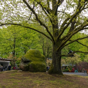 ogrod-japonski-fot-ewajak19.jpg