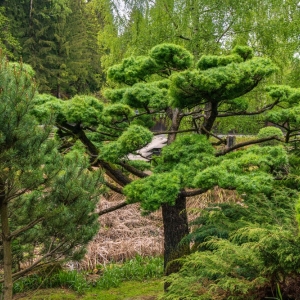 ogrod-japonski-fot-ewajak75.jpg