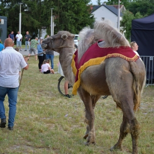 dni-scinawy-fot-zjak079.jpg