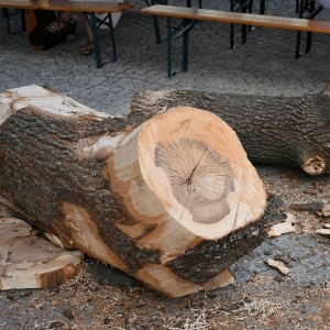 plener-plastyczny-fot-zjak03.jpg