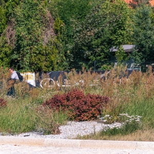 ronda-zachwaszczone-legnica-fot-ewajak016.jpg
