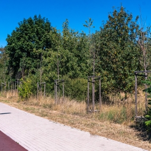 ronda-zachwaszczone-legnica-fot-ewajak028.jpg