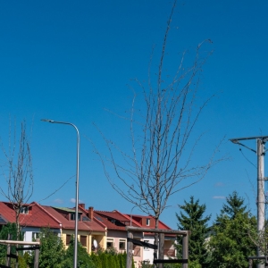 ronda-zachwaszczone-legnica-fot-ewajak049.jpg
