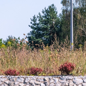 ronda-zachwaszczone-legnica-fot-ewajak062.jpg