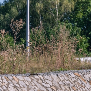 ronda-zachwaszczone-legnica-fot-ewajak070.jpg