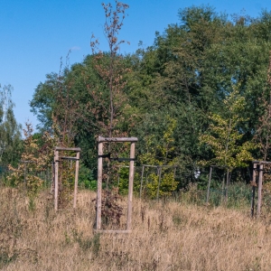 ronda-zachwaszczone-legnica-fot-ewajak081.jpg
