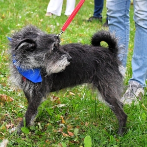 parada-psow-fot-ewajak039.jpg