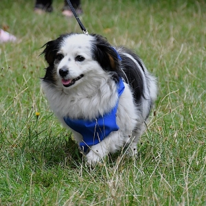 parada-psow-fot-ewajak054.jpg